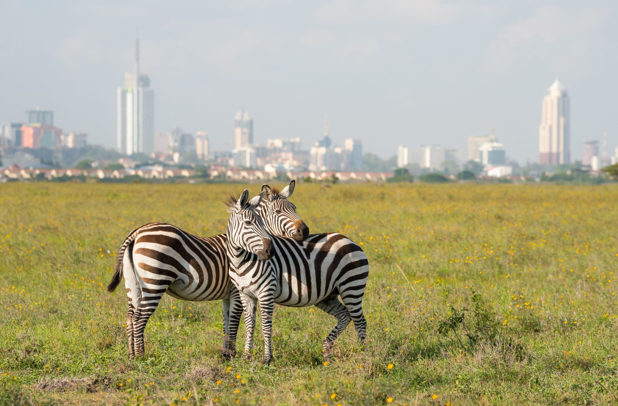 Nairobi National Park Wildlife